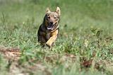VASGOTASPETS 022